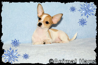 Ricky the Chihuahua puppy