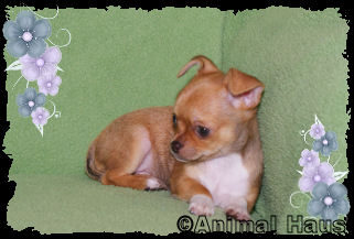 Rose the Chihuahua puppy
