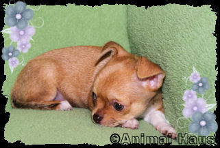 Rose the Chihuahua puppy