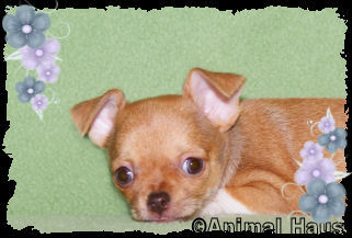 Rose the Chihuahua puppy