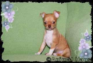 Rose the Chihuahua puppy