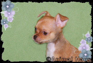 Rose the Chihuahua puppy