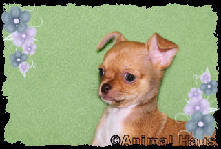 Rose the Chihuahua puppy
