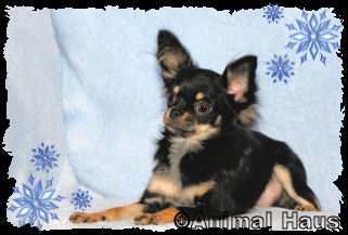 Samantha the Chihuahua puppy