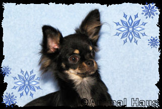 Samantha the Chihuahua puppy