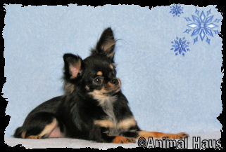 Samantha the Chihuahua puppy