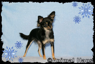 Samantha the Chihuahua puppy