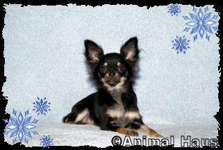 Samantha the Chihuahua puppy