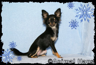 Samantha the Chihuahua puppy