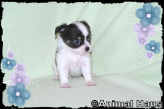 Smokey the Chihuahua puppy