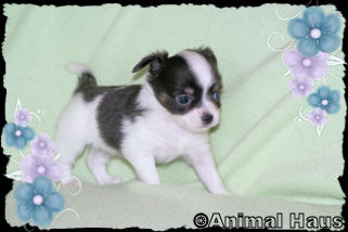 Smokey the Chihuahua puppy