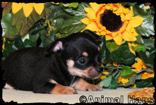 Spencer the Chihuahua puppy