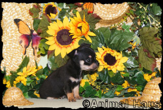 Spencer the Chihuahua puppy