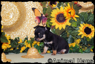 Spencer the Chihuahua puppy