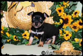 Spencer the Chihuahua puppy