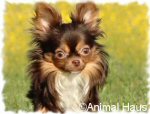Click on Spicey's photo to see more photos of him and his pedigree