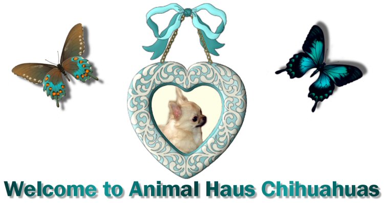 Welcome to Animal Haus Chihuahuas