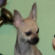 Max the Chihuahua Puppy