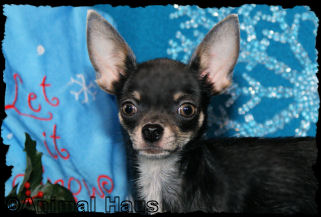 Violet the chihuahua puppy