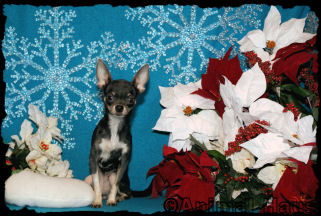 Violet the chihuahua puppy