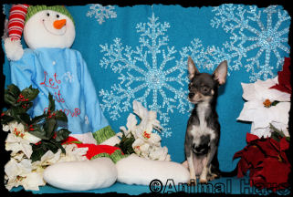 Violet the chihuahua puppy