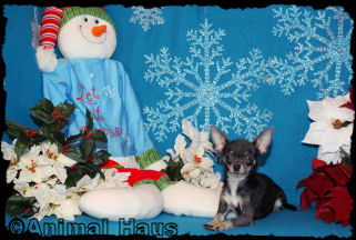 Violet the chihuahua puppy