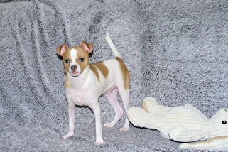Wilbur - Fawn Spotted Smoothcoat Male Chihuahua puppy