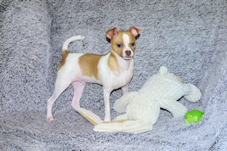 Wilbur - Fawn Spotted Smoothcoat Male Chihuahua puppy