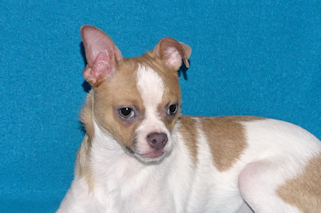 Wilbur - Fawn Spotted Smoothcoat Male Chihuahua puppy