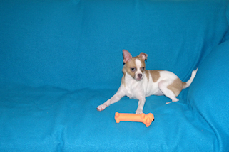 Wilbur - Fawn Spotted Smoothcoat Male Chihuahua puppy