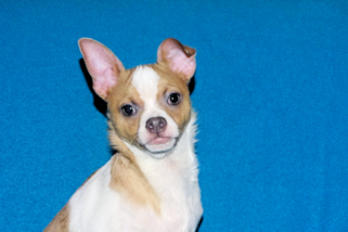 Wilbur - Fawn Spotted Smoothcoat Male Chihuahua puppy