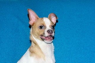 Wilbur - Fawn Spotted Smoothcoat Male Chihuahua puppy
