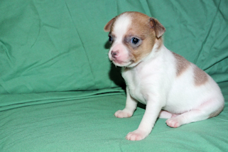 Wilber - Sable Spotted Smoothcoat Male Chihuahua puppy