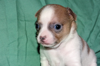 Wilber - Sable Spotted Smoothcoat Male Chihuahua puppy