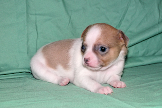 Wilber - Sable Spotted Smoothcoat Male Chihuahua puppy