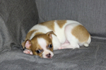 Wilbur - Fawn Spotted Smoothcoat Male Chihuahua puppy