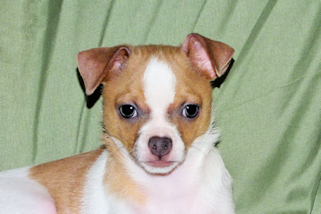 Wilbur - Fawn Spotted Smoothcoat Male Chihuahua puppy