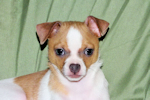 Wilbur - Fawn Spotted Smoothcoat Male Chihuahua puppy