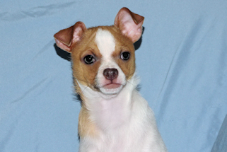 Wilbur - Fawn Spotted Smoothcoat Male Chihuahua puppy