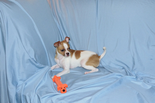 Wilbur - Fawn Spotted Smoothcoat Male Chihuahua puppy