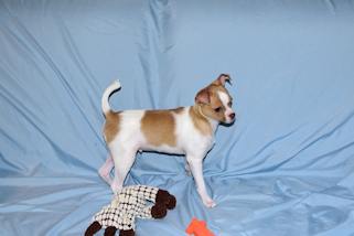 Wilbur - Fawn Spotted Smoothcoat Male Chihuahua puppy