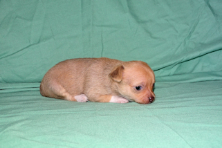 Willow - Fawn with white markings smoothcoat female chihuahua puppy
