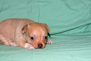 Willow - Fawn with white markings smoothcoat female chihuahua puppy