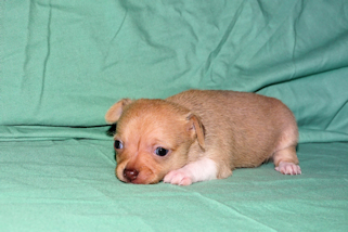 Willow - Fawn with white markings smoothcoat female chihuahua puppy