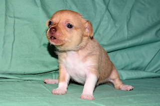 Willow - Fawn with white markings smoothcoat female chihuahua puppy