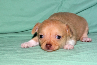 Willow - Fawn with white markings smoothcoat female chihuahua puppy