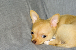 Willow - Fawn with white markings smoothcoat female chihuahua puppy