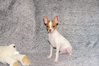 Wyatt - Fawn Spotted Smoothcoat Male Chihuahua puppy