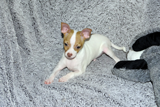 Wyatt - Fawn Spotted Smoothcoat Male Chihuahua puppy