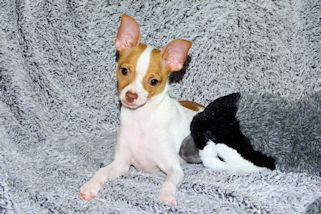 Wyatt - Fawn Spotted Smoothcoat Male Chihuahua puppy